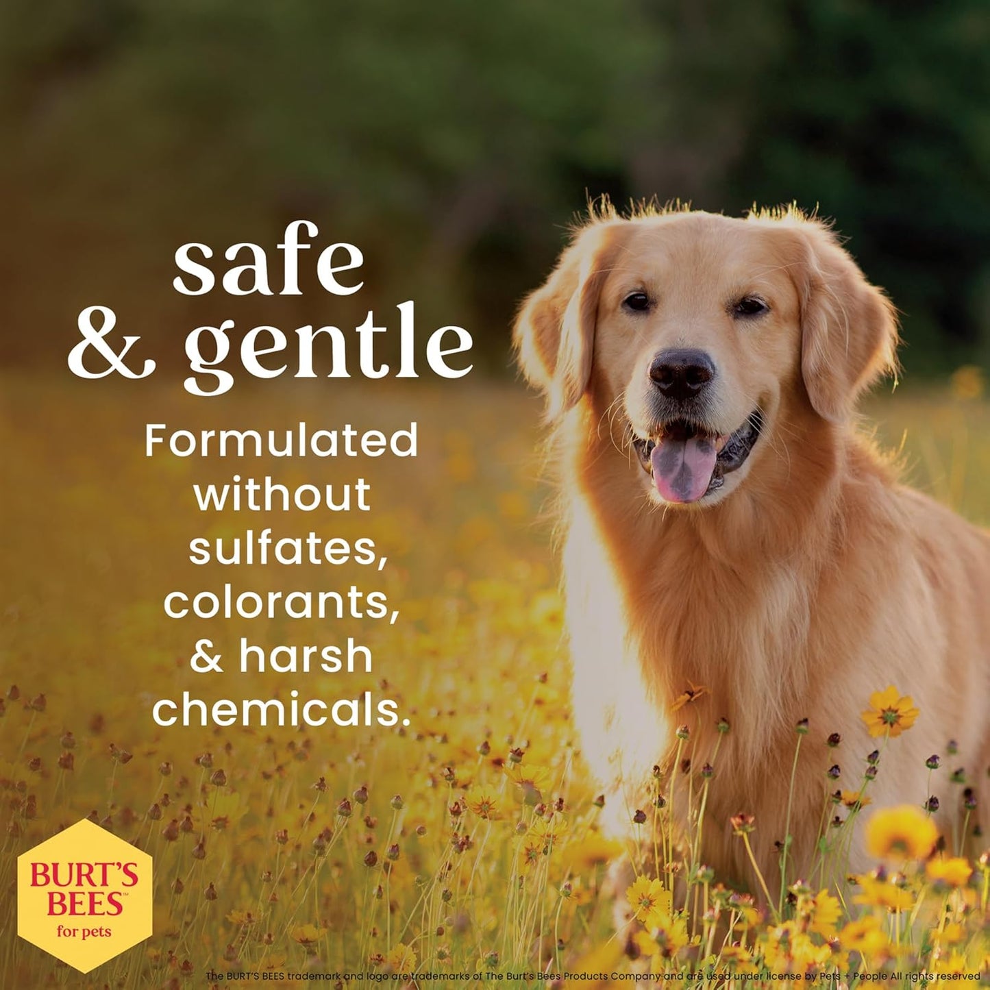 Burt'S Bees for Pets Deodorizing Dog Shampoo with Apple and Rosemary, 95% Natural Origin Formulas, Gentle Canine Cleanser for Smelly Pups, 2 Pk 16 Oz